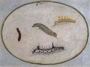 Maria Sibylla Merian Caterpillars oil painting